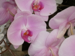 AAS@Rz]ԋIs@@B