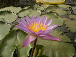 AAS@Rz]ԋIs@@D